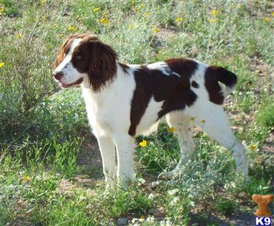 English Springer Spaniel Puppies for Sale