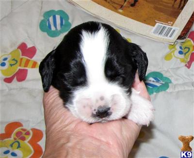English Springer Spaniel Puppies for Sale
