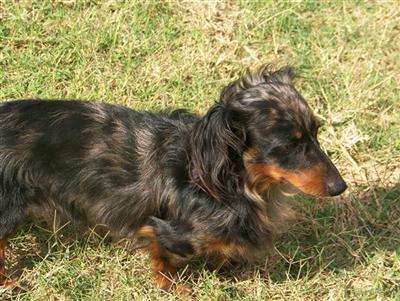 Stud Dogs in OK