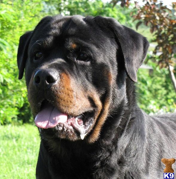 Rottweiler Puppies for Sale