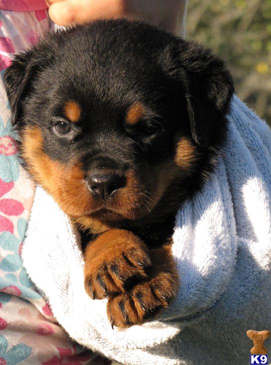 Rottweiler Puppies for Sale