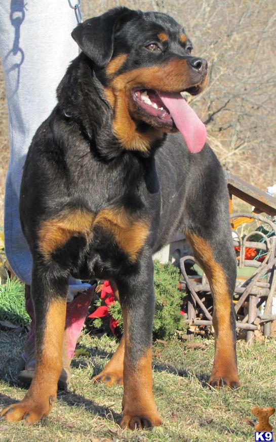 Rottweiler Puppies