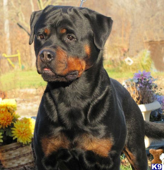 Dogs for Sale