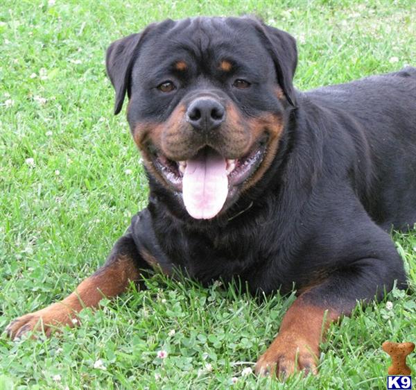 russian rottweiler puppies for sale