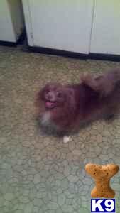 Dogs for Sale in IN