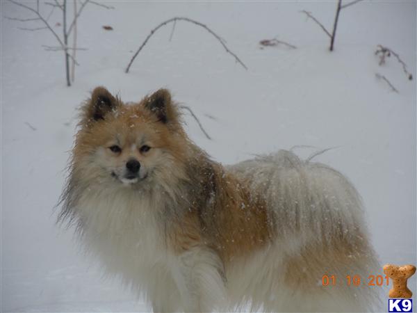 Stud Dogs - Pomeranian
