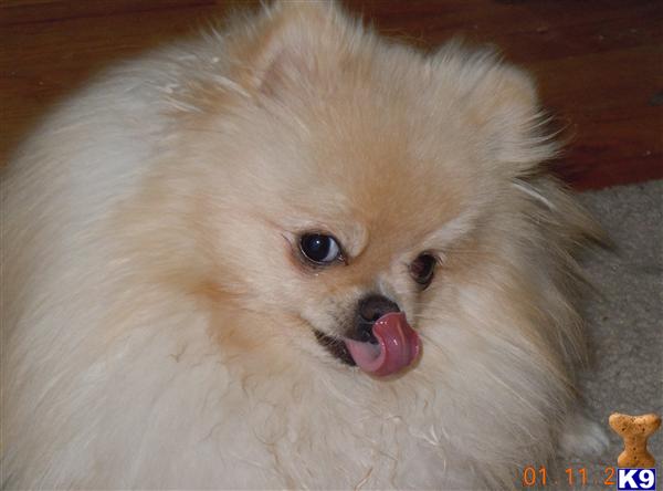 Stud Dogs - Pomeranian
