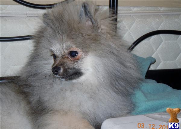 Stud Dogs - Pomeranian