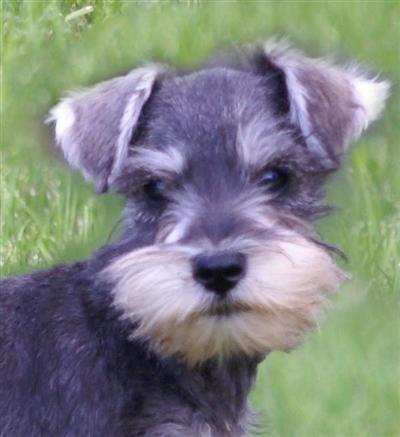 Mini Schnauzer Puppies on Burlington  Co Usa Miniature Schnauzer Puppies