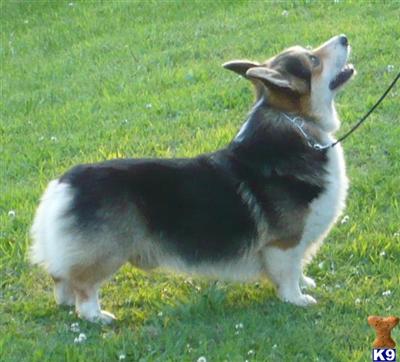 Pembroke Welsh Corgi Puppies for Sale