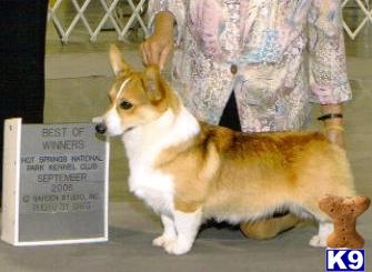 Stud Dogs - Pembroke Welsh Corgi