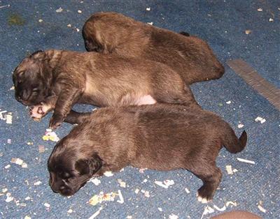 Leonbergers Puppies for Sale