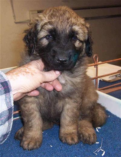Leonbergers Puppies for Sale
