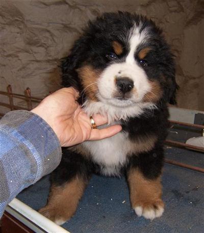 Puppies in MN