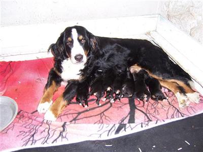 Bernese Mountain Dog Puppies for Sale