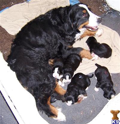 Puppies in MN