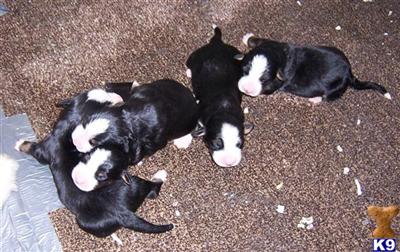 Puppies in MN