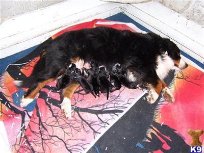 Puppies in MN