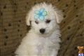 Mixed Breed