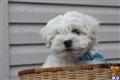 Bichon Frise