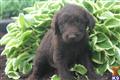 Labradoodle
