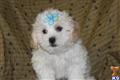 Lhasa Apso
