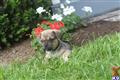 Mixed Breed