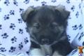 Norwegian Elkhound
