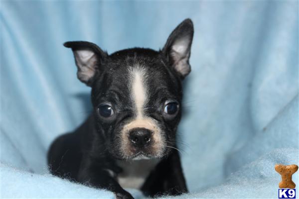 Boston Terrier Puppies