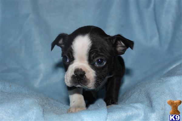 Puppies in PA