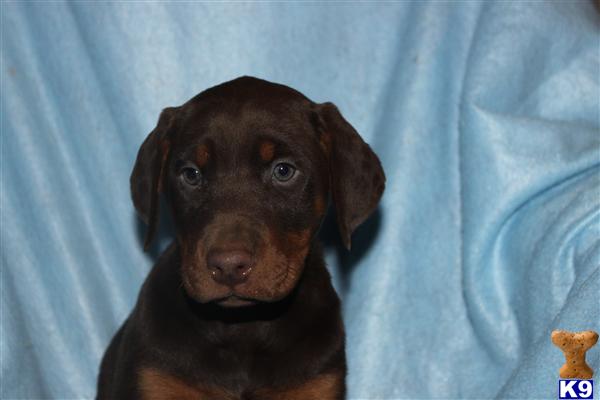 Puppies in PA
