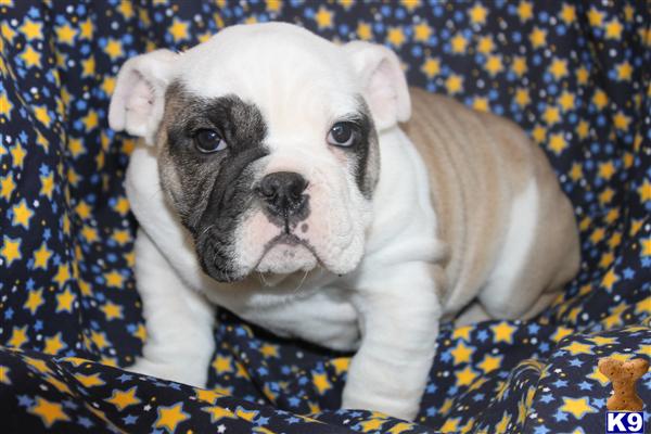 English Bulldog Puppies