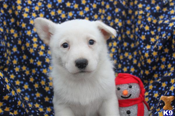 Puppies in PA