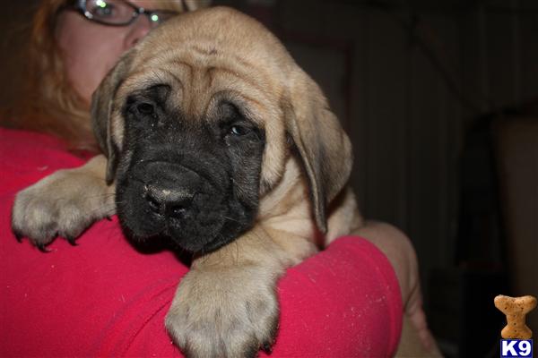 Puppies in PA