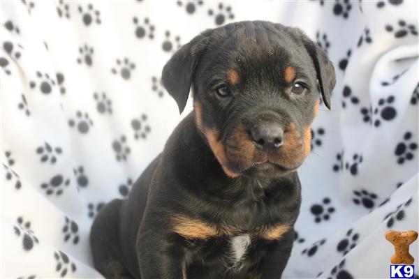 Puppies in PA
