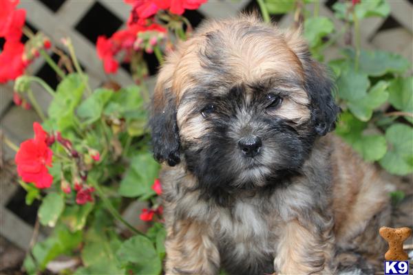 Shih+tzu+puppies+for+adoption+in+pa