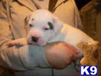 American Bulldog Puppies in PA