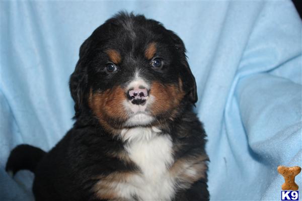 Puppies in PA