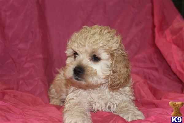 Puppies in PA