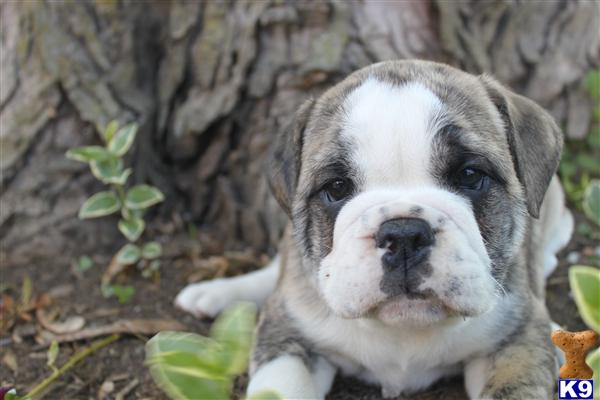 English Bulldog Puppies