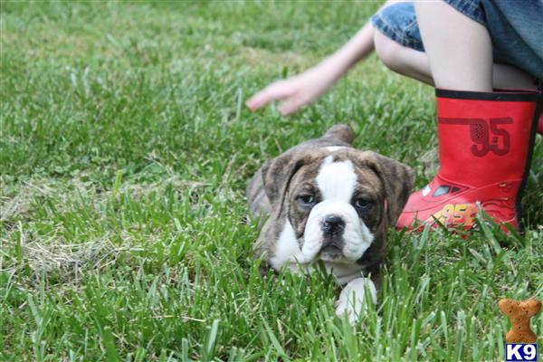 English Bulldog Puppies