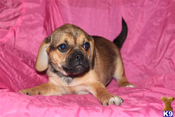 Puppies in PA