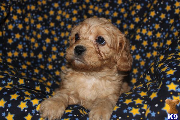 Puppies in PA