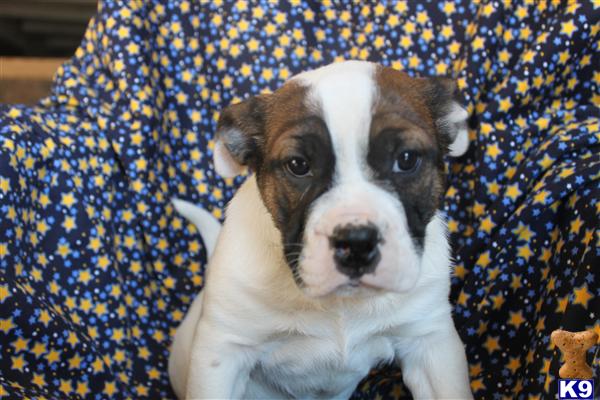 Puppies in PA