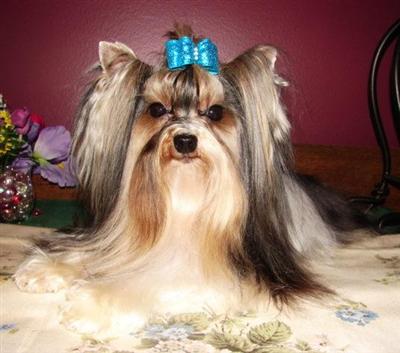 Biewer Yorkshire Terriers Puppies for Sale