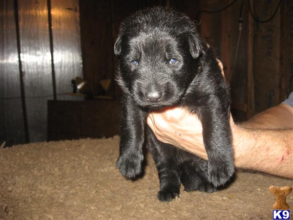 black german shepherd puppies illinois document moved black german shepherd puppies illinois document moved