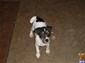 Jack Russell Terrier