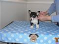 Pembroke Welsh Corgi