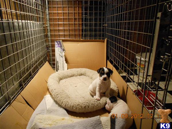Parson Russell Terrier Puppies