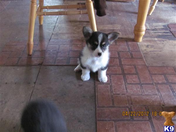 Puppies in Kalamazoo